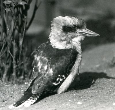 Een lachende kookaburra in de Londense dierentuin in april 1925 door Frederick William Bond