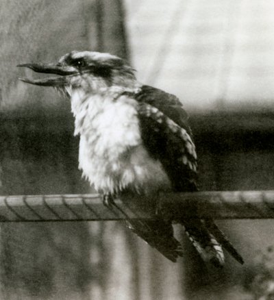 Een lachende kookaburra in de London Zoo in oktober 1924 door Frederick William Bond