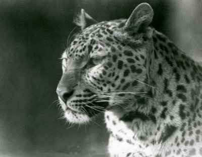 Een luipaard in de London Zoo in 1930 door Frederick William Bond