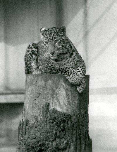 Een luipaard liggend op de top van een boomstronk, London Zoo door Frederick William Bond
