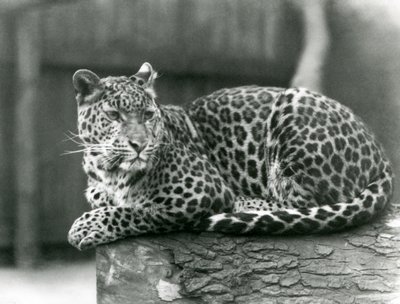 Een luipaard rustend op een boomstam in de London Zoo in 1929 door Frederick William Bond