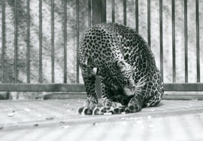 Een luipaard zittend in zijn verblijf, zijn poot verzorgend, London Zoo, 1927 door Frederick William Bond