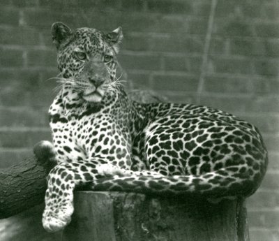 Een Luipaard zittend op een boomstronk in London Zoo door Frederick William Bond