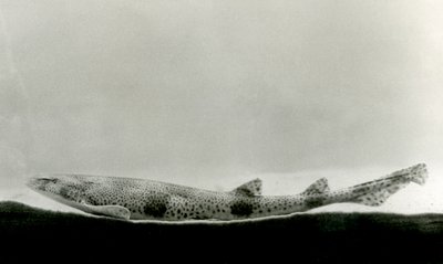 Een Klein Gevlekte Hondshaai in London Zoo door Frederick William Bond