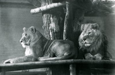 Een leeuw en leeuwin rustend op een hoog platform in hun verblijf, London Zoo in 1929 door Frederick William Bond