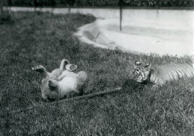 Een leeuwenwelp en tijgerwelp spelen met een dweil, op het gras, bij een vijver, London Zoo, september 1925 door Frederick William Bond