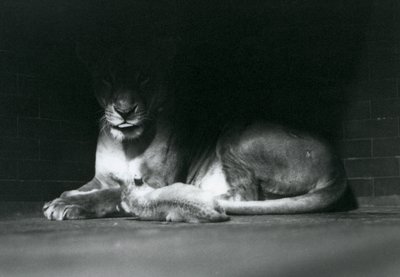Een leeuwenwelp ligt met zijn moeder in de schaduw van de achterkant van hun verblijf, London Zoo, oktober 1925 door Frederick William Bond