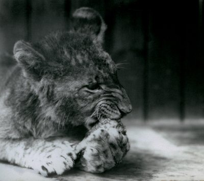 Een Leeuwenwelp voedend in de ZSL London Zoo in 1927 door Frederick William Bond