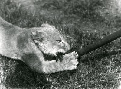 Een leeuwenwelp speelt met een dweil, vastgehouden door zijn verzorger, op het gras voor zijn verblijf, London Zoo, september 1925 door Frederick William Bond