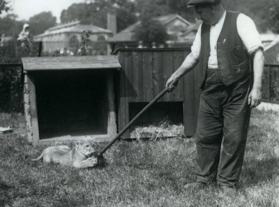 Een leeuwenwelp speelt met een dweil, vastgehouden door zijn verzorger, op het gras voor zijn verblijf, London Zoo, september 1925 door Frederick William Bond