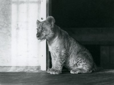 Een Leeuwenwelp zittend op de grond in de London Zoo in 1930 door Frederick William Bond