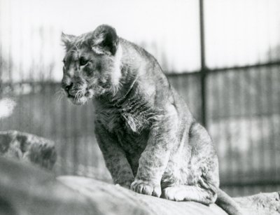 Een leeuwenwelp, geboren in de menagerie in juli 1923, London Zoo, juli 1924 door Frederick William Bond