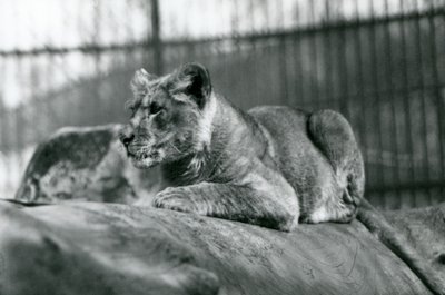 Een leeuwenwelp, geboren in de menagerie in juli 1923, London Zoo, juli 1924 door Frederick William Bond