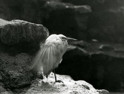 Een Kleine Zilverreiger rustend tussen rotsen in London Zoo in 1930 (zwart-wit foto) door Frederick William Bond