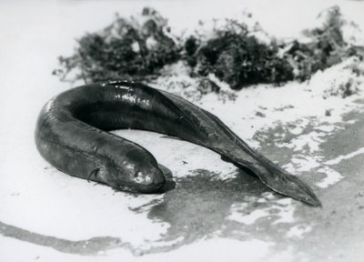 Een Longvis rustend uit het water in London Zoo in september 1928 door Frederick William Bond