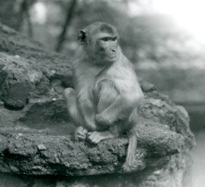 Een Makaak zittend op een rots in London Zoo door Frederick William Bond
