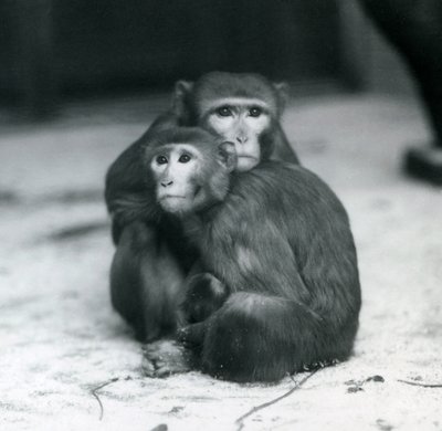 Een makaak met haar baby zittend op de vloer van hun verblijf, London Zoo door Frederick William Bond