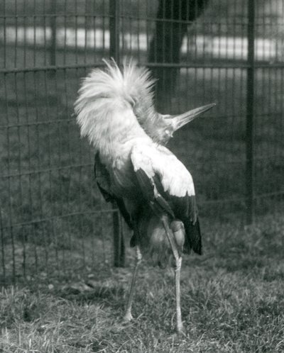 Een Maguarireiger die de op-en-neer display uitvoert, London Zoo, juli 1925 door Frederick William Bond