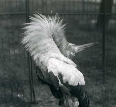 Een Maguarireiger die de op-en-neer display uitvoert, London Zoo, juli 1925 door Frederick William Bond