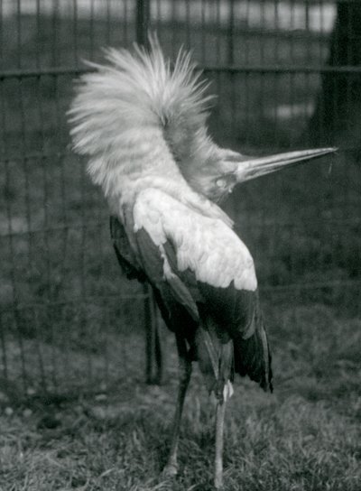 Een Maguari Ooievaar voert de op-en-neer display uit, London Zoo, juli 1925 door Frederick William Bond
