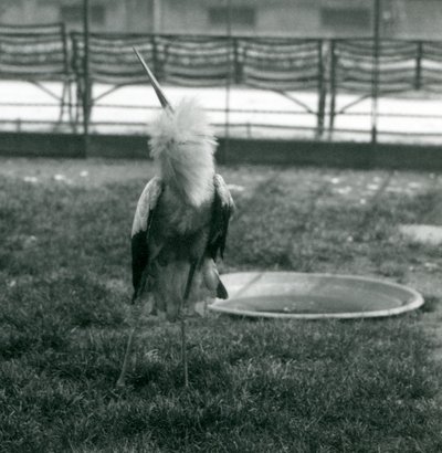 Een Maguari Ooievaar die de op-en-neer beweging uitvoert terwijl hij op gras staat naast een klein betonnen zwembad, London Zoo, juli 1925 door Frederick William Bond