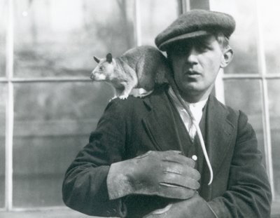 Een Malagassische Reuzenrat zit op de schouder van zijn verzorger, London Zoo door Frederick William Bond