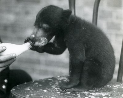 Een Maleise of zonnebeerwelp zittend op een stoel terwijl hij door zijn verzorger met een fles wordt gevoed, London Zoo, 1920s door Frederick William Bond