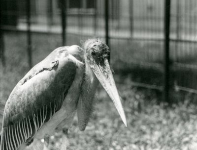 Een Maraboe in zijn verblijf in London Zoo in september 1928 door Frederick William Bond