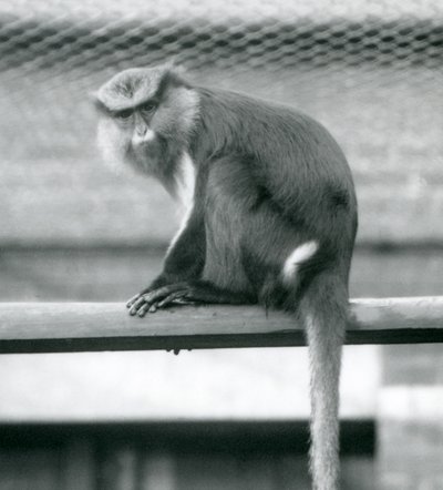 Een Mona Aap zittend op een horizontale paal in zijn verblijf in London Zoo in september 1925 door Frederick William Bond