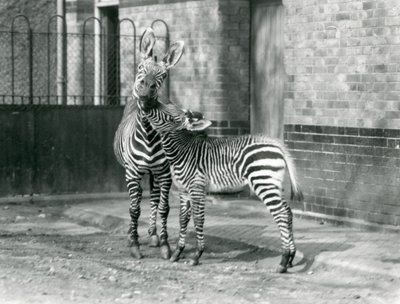 Een Bergzebra en haar veulen in London Zoo in 1929 (zwart-wit foto) door Frederick William Bond