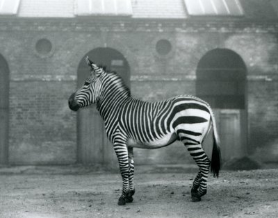 Een bergzebra staand in zijn paddock, voor de hoge deuren van het giraffenhuis in London Zoo in 1927 door Frederick William Bond