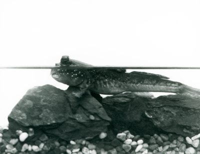 Een modderkruiper, rustend op ondergedompelde rotsen, met zijn ogen boven water, London Zoo door Frederick William Bond