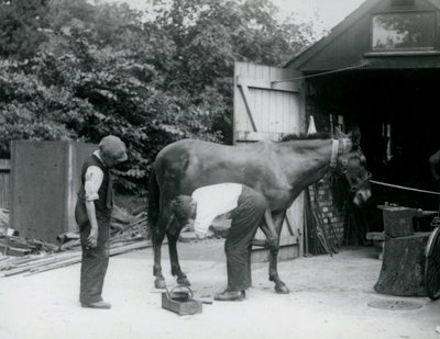 Een muilezel wordt beslagen in London Zoo in 1924 door Frederick William Bond
