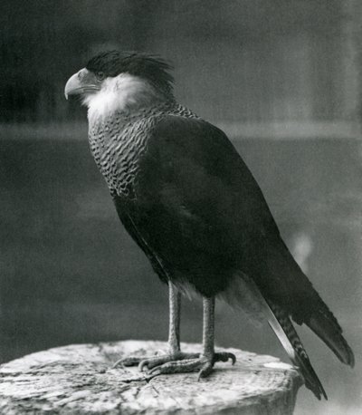 Een noordelijke kuifcaracara in de London Zoo door Frederick William Bond