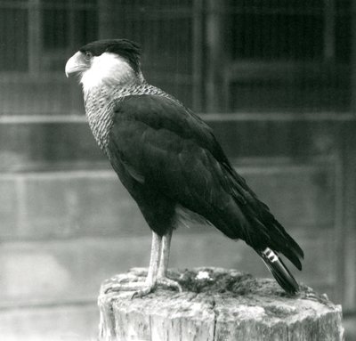 Een Noordelijke Kuifcaracara staand op een stam bij London Zoo, september 1925 door Frederick William Bond