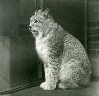 Een Noordelijke lynx, London Zoo, februari 1925 door Frederick William Bond