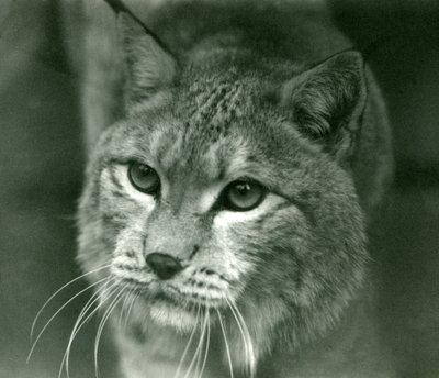 Een Noordelijke lynx, London Zoo, februari 1925 door Frederick William Bond