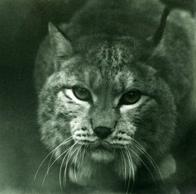 Een Noordelijke lynx, London Zoo, februari 1925 door Frederick William Bond