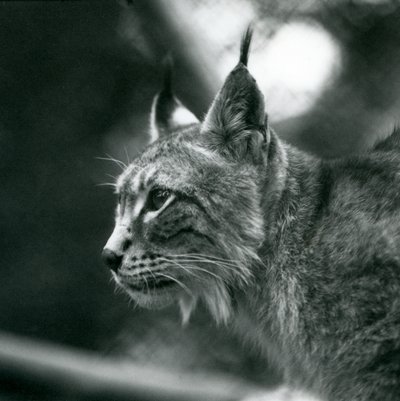 Een Noordelijke Lynx in London Zoo, juli 1925 door Frederick William Bond