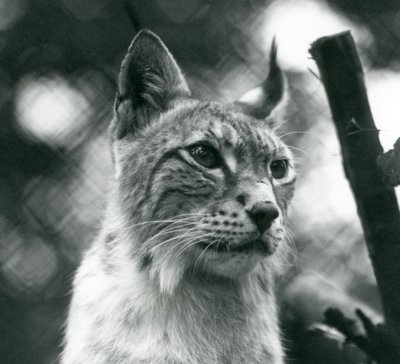 Een Noordelijke Lynx in London Zoo, juli 1925 door Frederick William Bond