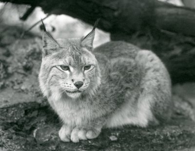Een Noordelijke Lynx die op een rots zit, London Zoo, oktober 1925 door Frederick William Bond