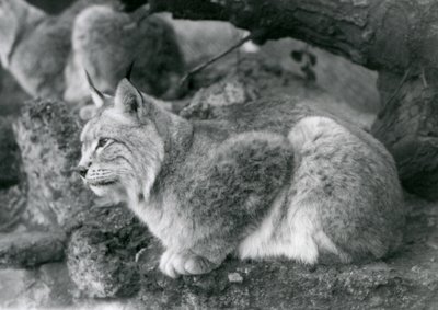 Een Noordelijke Lynx zittend op een rots, London Zoo, oktober 1925 door Frederick William Bond