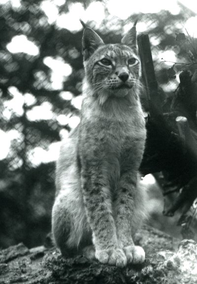 Een Noordelijke Lynx zittend in London Zoo, juli 1925 door Frederick William Bond