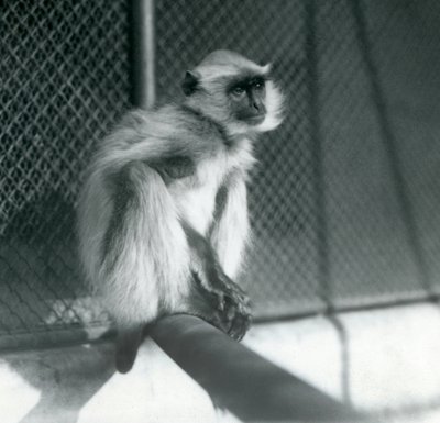 Een Noordelijke vlaktegrijze langoer zittend op een zitstok in zijn verblijf in London Zoo in 1928 door Frederick William Bond