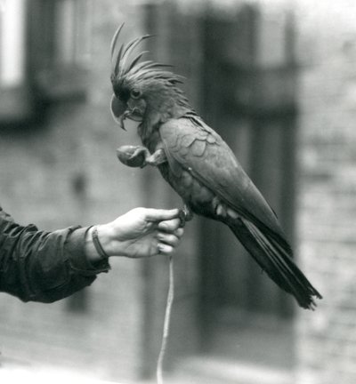 Een PalmGoliathGrote Zwarte Kakatoe die met één voet aan de vinger van een verzorger hangt en een ei-vormige traktatie in de andere houdt, London Zoo, september 1927 door Frederick William Bond