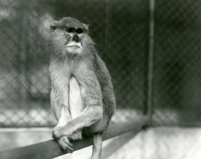 Een Patas/Wadi/Hussar Aap zittend op een tak in de London Zoo in 1928 door Frederick William Bond