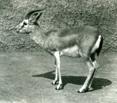 Een Perzische Gazelle in de London Zoo in juni 1925 door Frederick William Bond