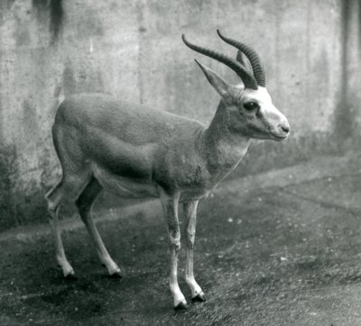 Een Perzische, Goitered, of Zwartstaartgazelle in de London Zoo, augustus 1927 door Frederick William Bond
