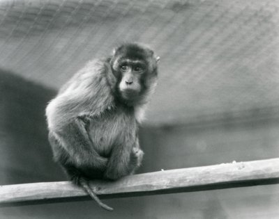 Een makaak met varkensstaart zittend op een zitstok in zijn verblijf in London Zoo (zwart-wit foto) door Frederick William Bond
