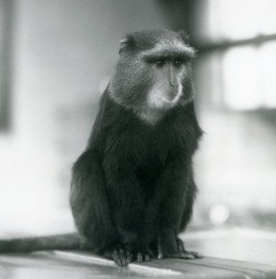 Een Pluto-aap, of Blauwe Aap, zittend op een bank, London Zoo door Frederick William Bond